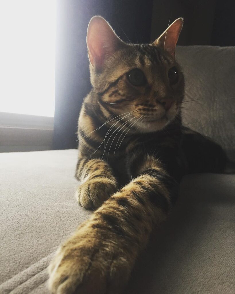 Last few days as a “kitten” …. time to be a big boy come Monday