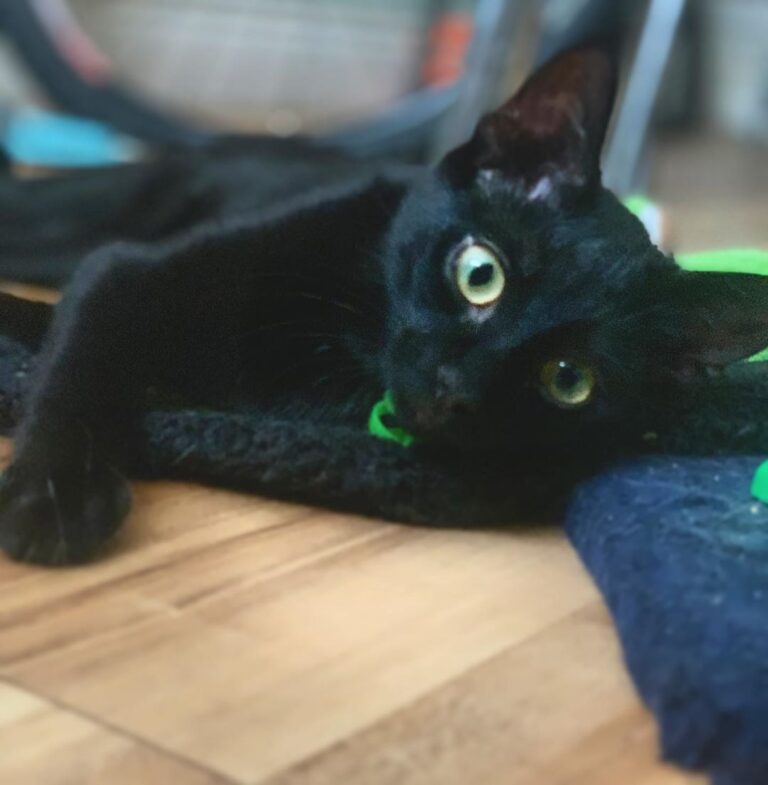 Look my beautiful green meow eyes