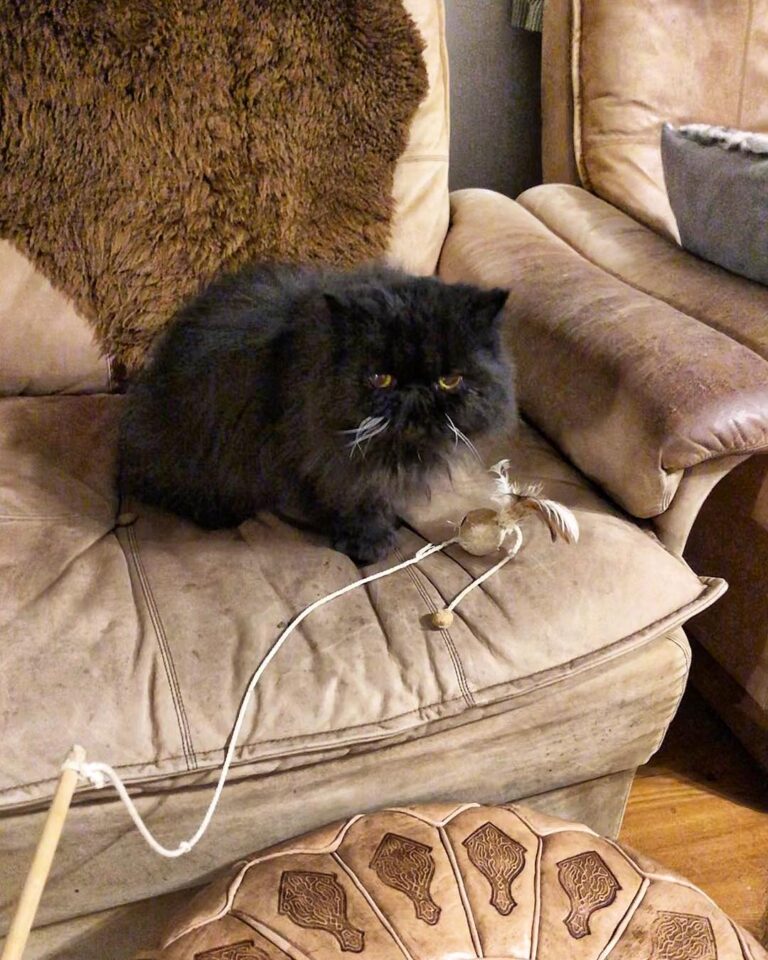 Cute Cat Moment