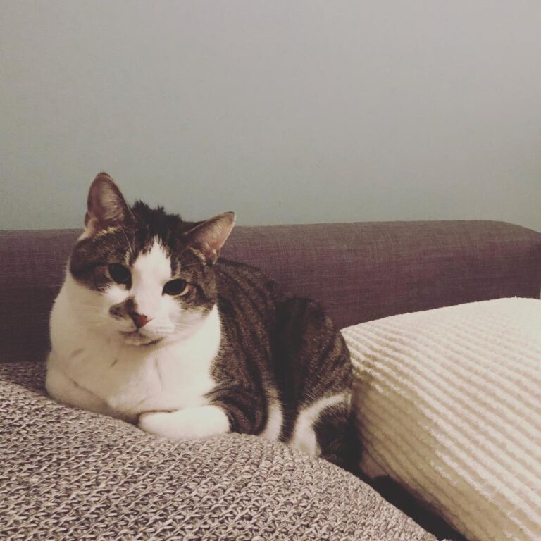 Making sure to sit between his cushions • • • • •