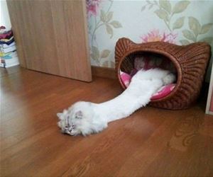 FunnyCatSite