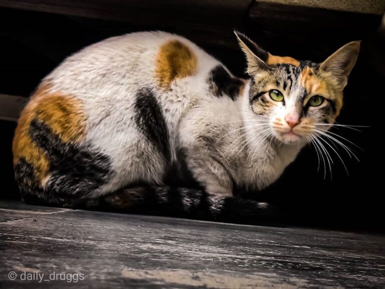 Meow! . . . . . . . . . . . . . . . . .