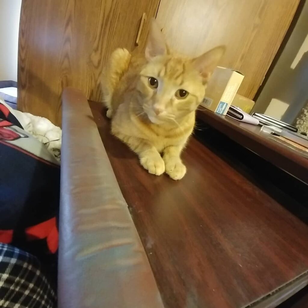 Meowmy was trying to do some drawing stuff. She pulled out her