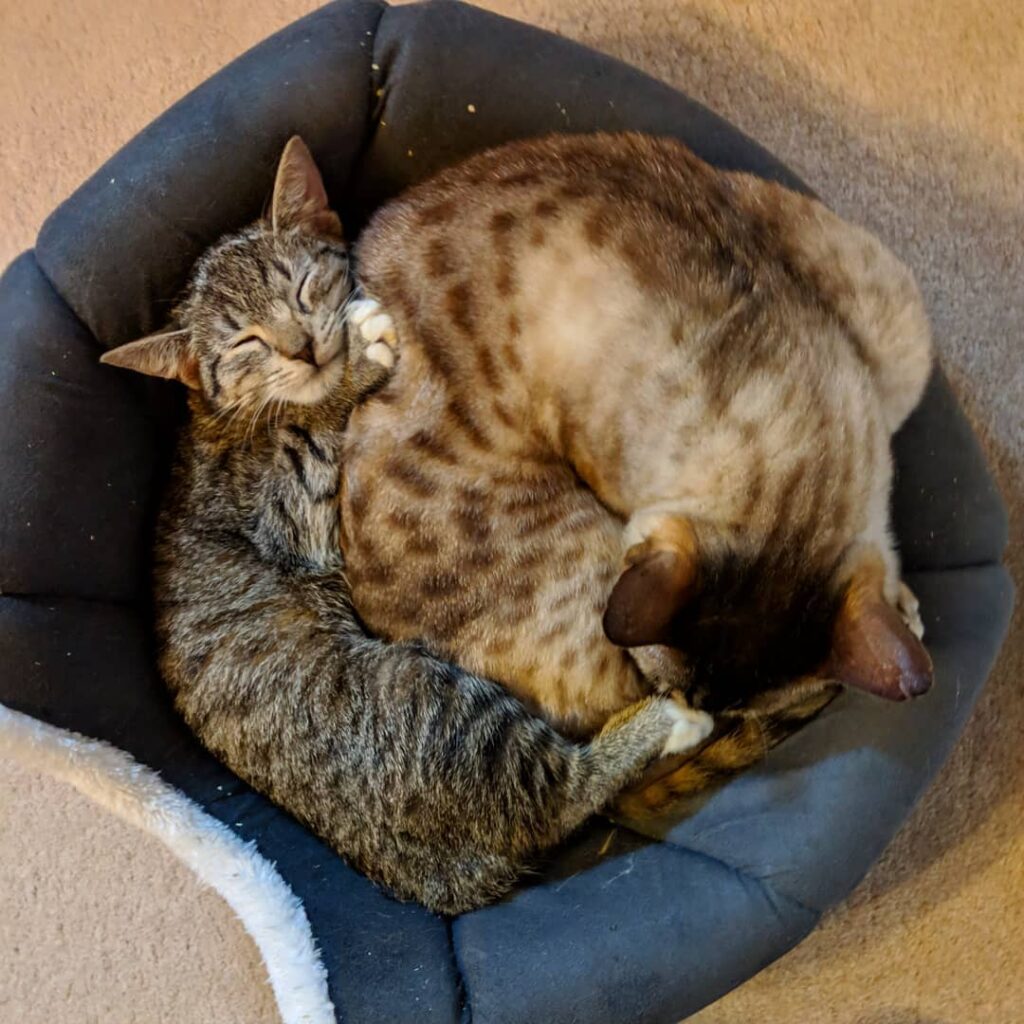 Mouse makes a great bum warmer. . . . . . . . . . . .