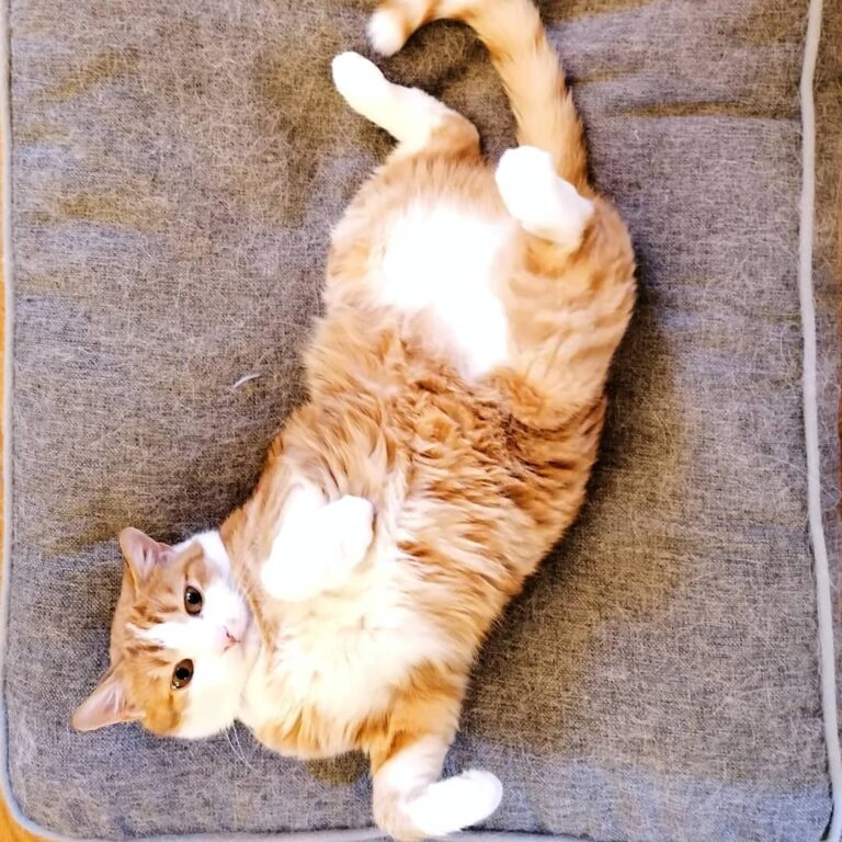 Mr. Fatfuk Kucel