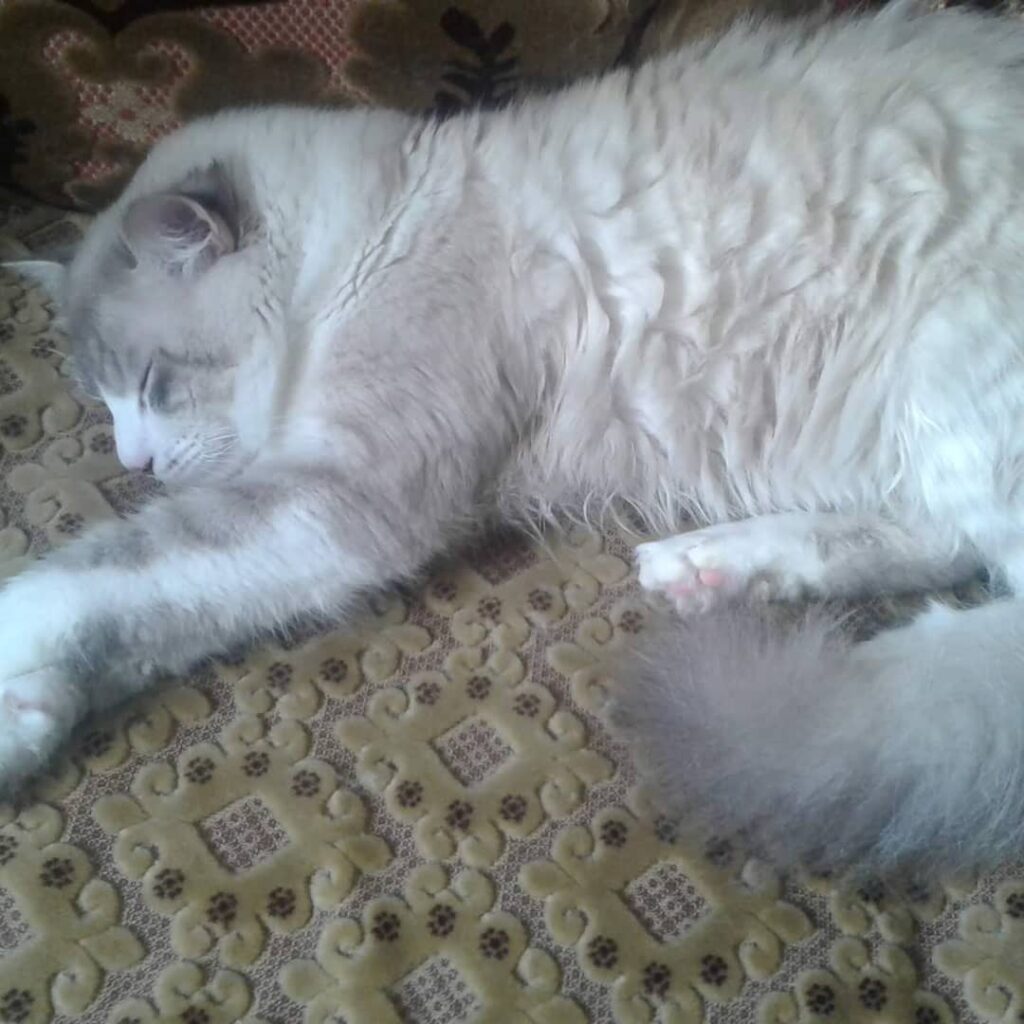 My cat *Koko