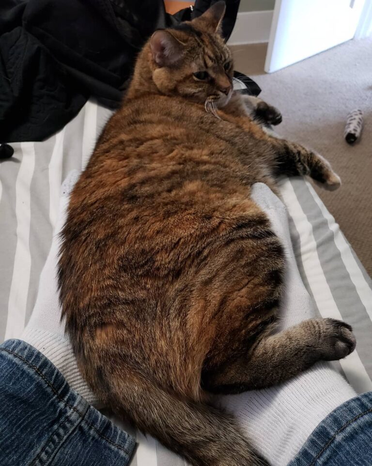 My cat is the best heating pad you could ask for