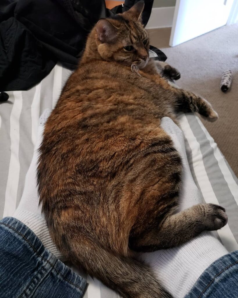 My cat is the best heating pad you could ask for