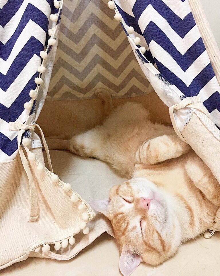 My feeder give me new tent maybe I should be sleeping show her.
