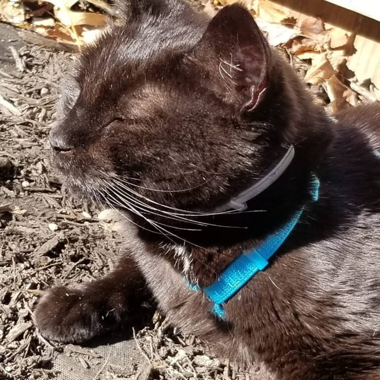 My kitty is happy with the weather today! . .