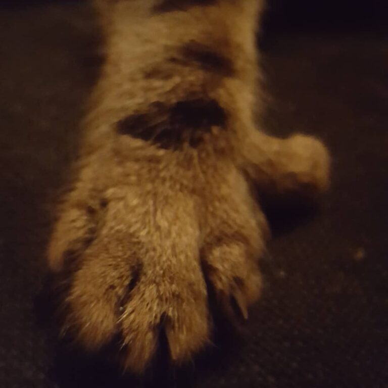 My most purrcious