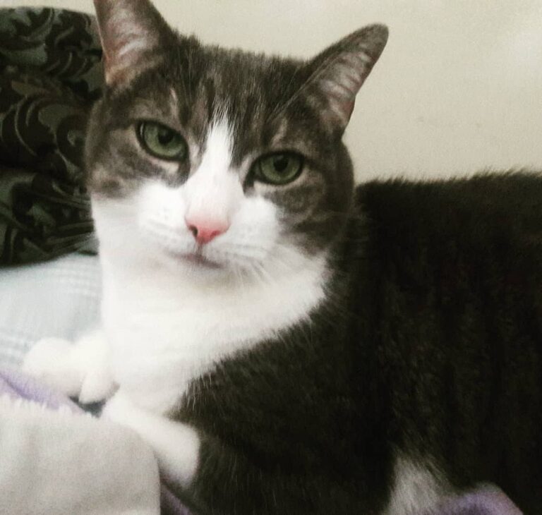No caption needed, just look into my eyes… catpnotized!