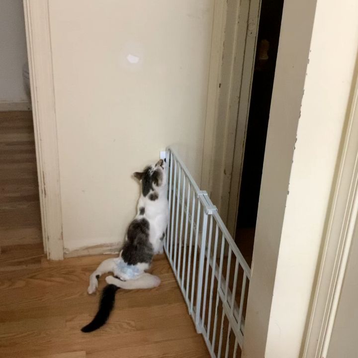 No gate can stop me.