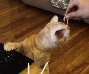 FunnyCatSite