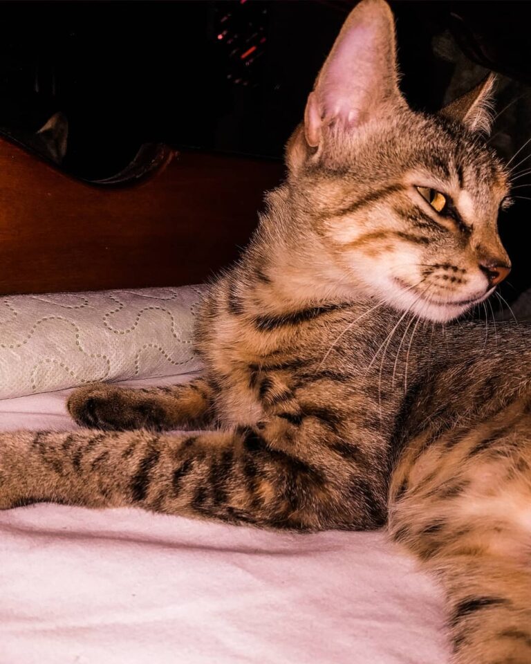 Olá felino pra vocês. . . . . . . . . . . • •