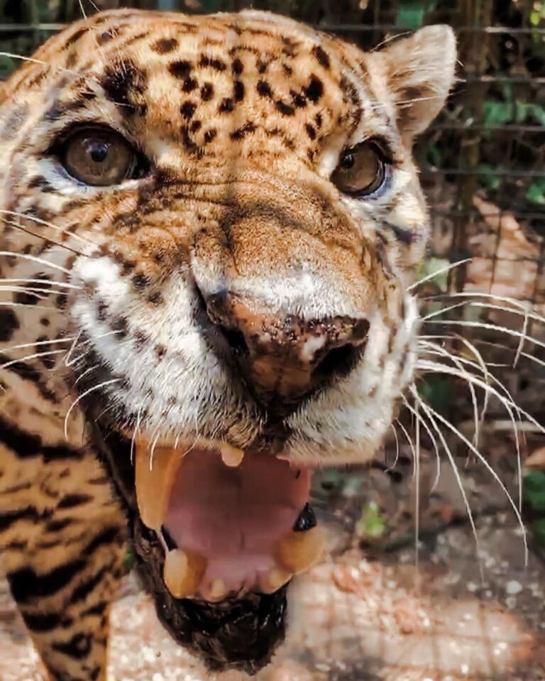 Our “Adopt an Animal” program see that funds contribute to the