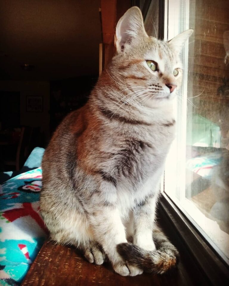Pandora is still looking for a furever home. She met with a potential