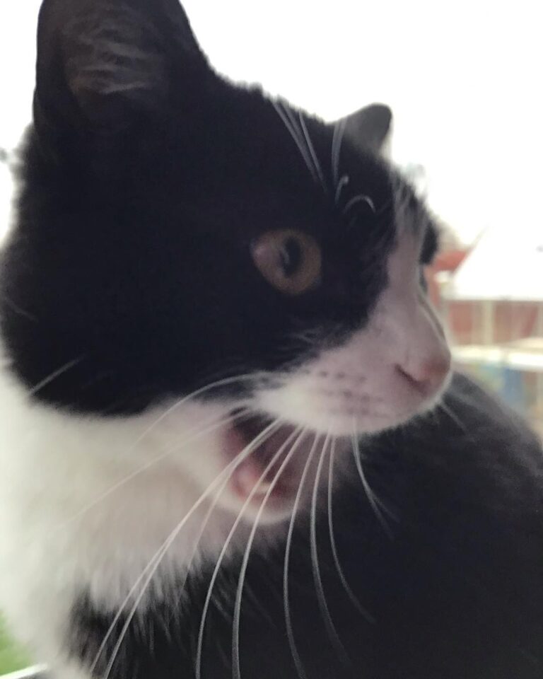 Peppa doing funny faces at my dads/mums earlier today.