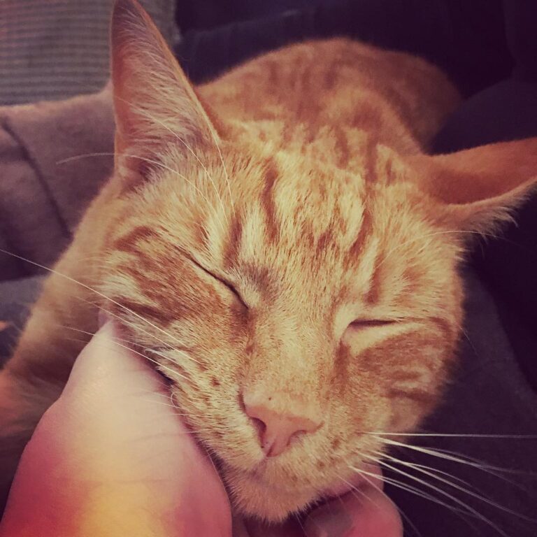 PoPo cuddles