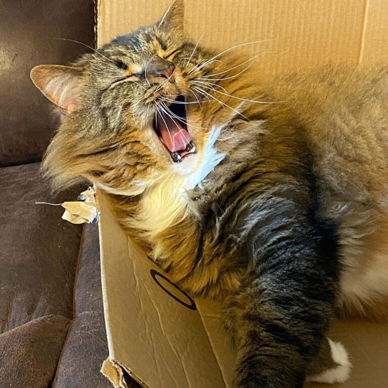 Post-lunch nap time Yes, I know my box is broken, but it’s my