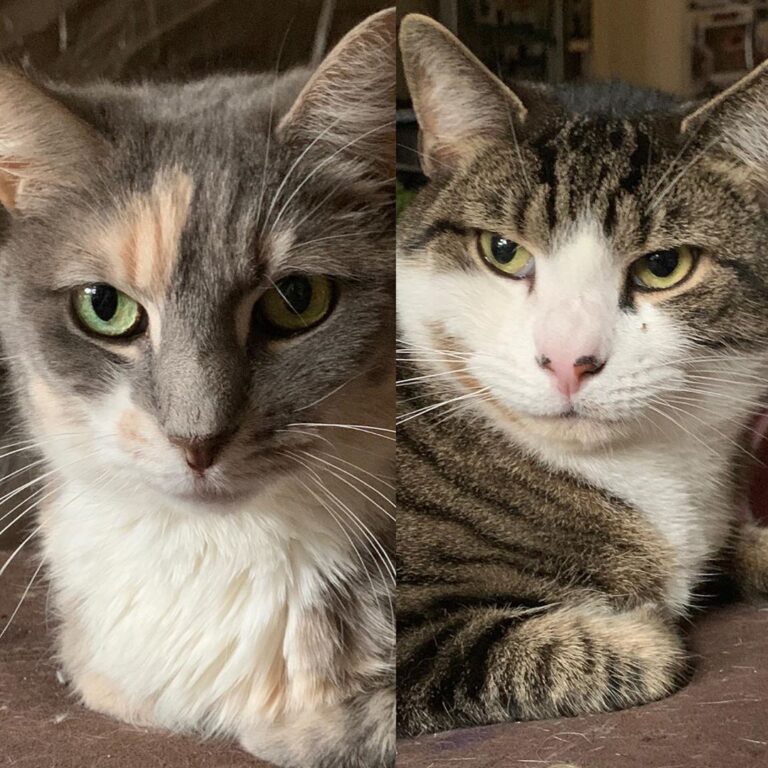Presenting the class of 2020, both Catidictorians graduating with