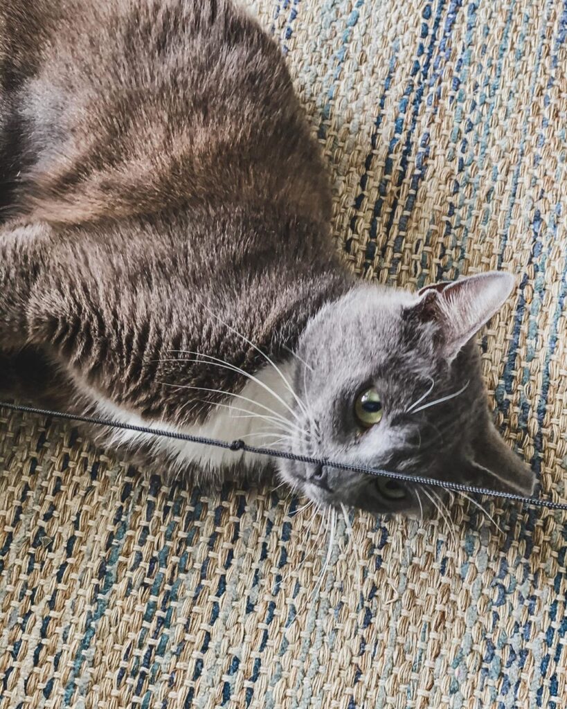 Quarantine Day : I have discovered the string is what controls the