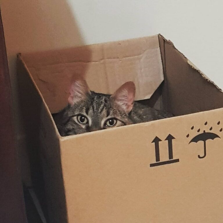 Quero ver o humano me achar aqui.