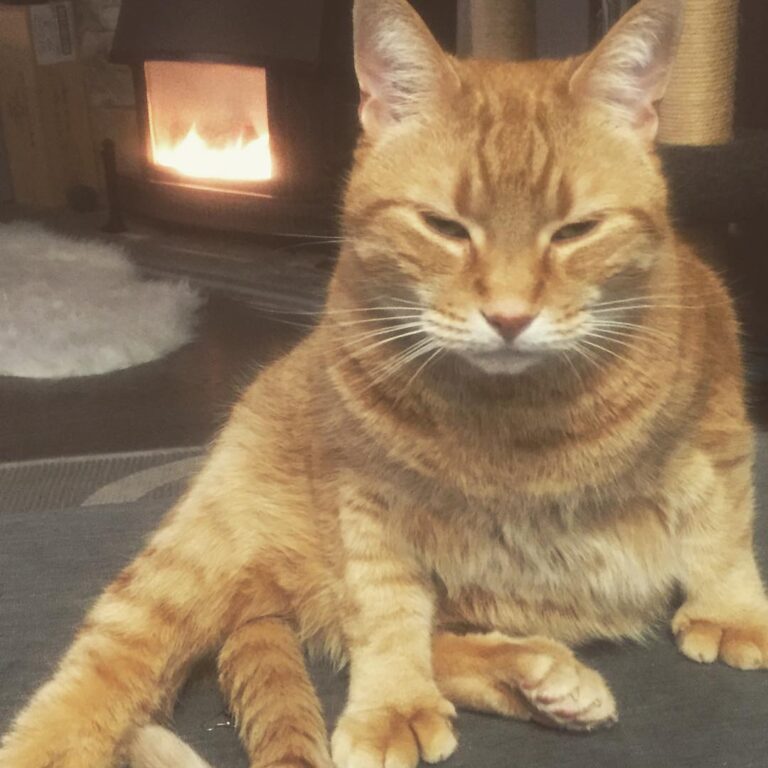 Relaxing by the fire, cleaning each toe one at a time. -xoxo, Clawd