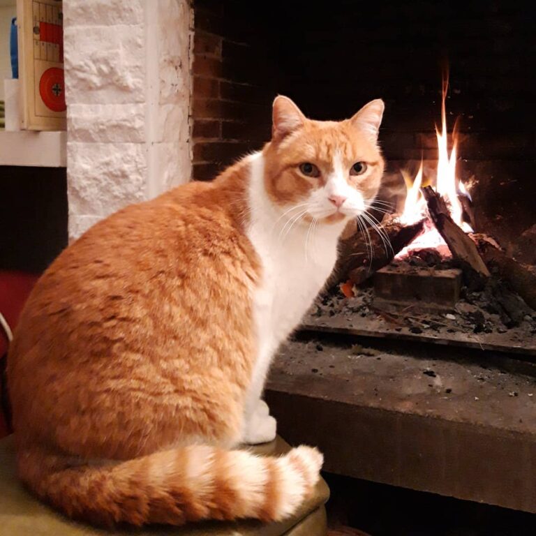 Ros loves being in front of the fire place… li encanta estar davant