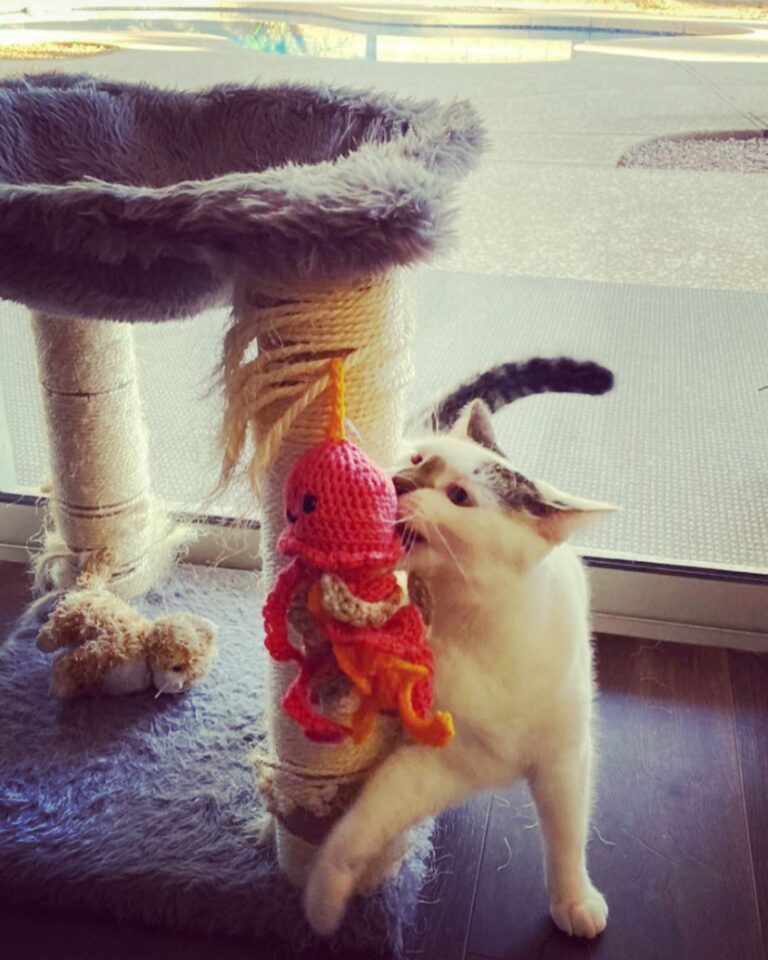 Scout and Harper are having a blast with their new catnip jellyfish!