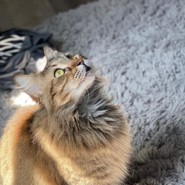 She’s hunting the mystery light in the ceiling currently.