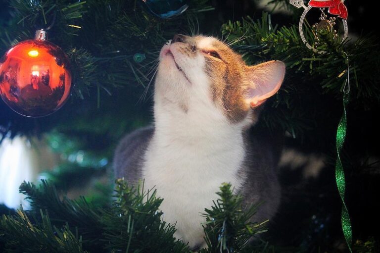 Shiro is the only one who can’t stop touching our Christmas tree. The