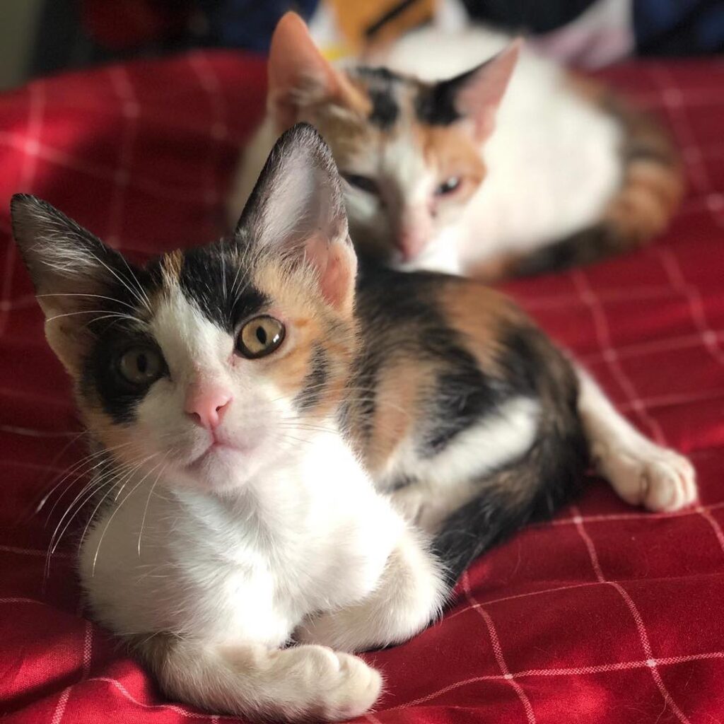 Simba / boooooo