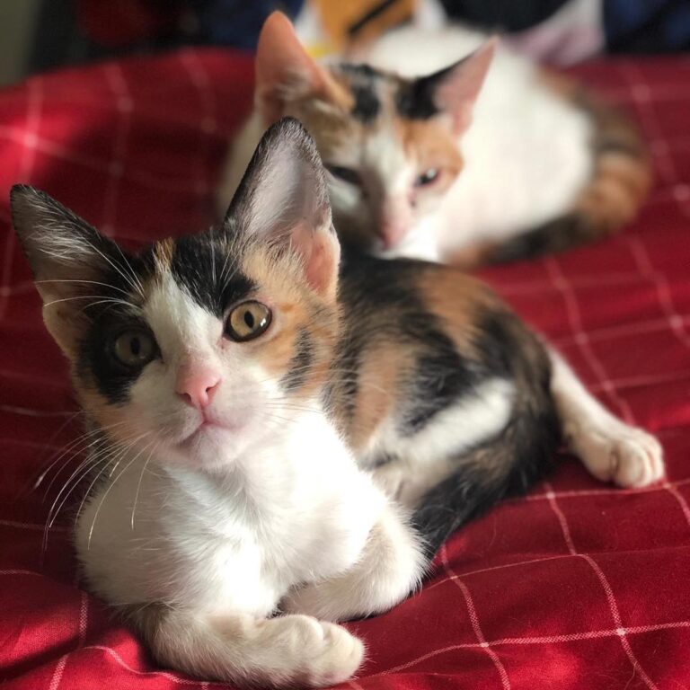 Simba / boooooo