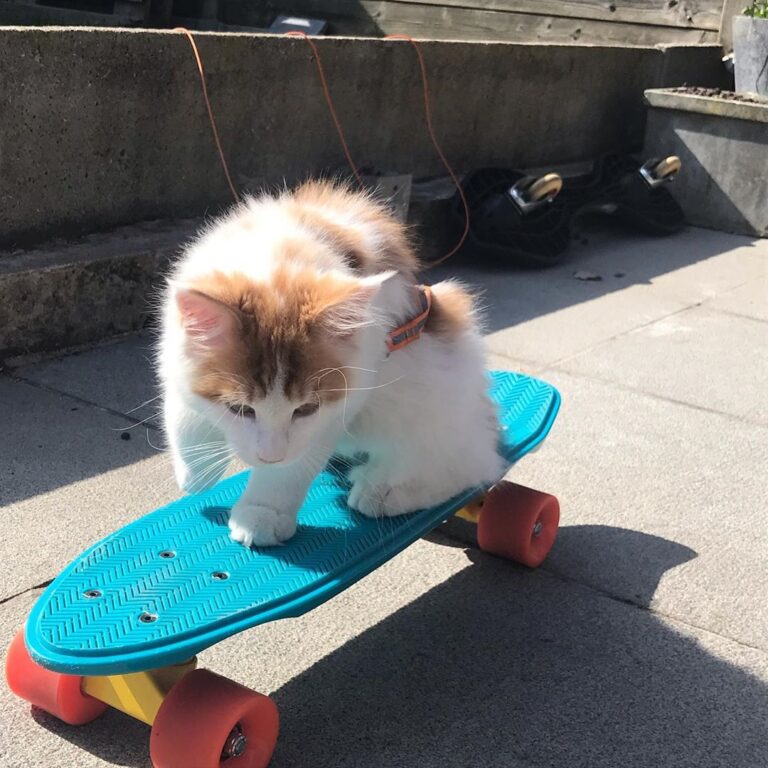 Skating kitty