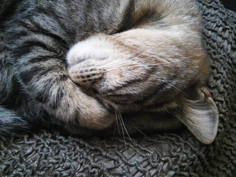 Sleeping ~ . . .