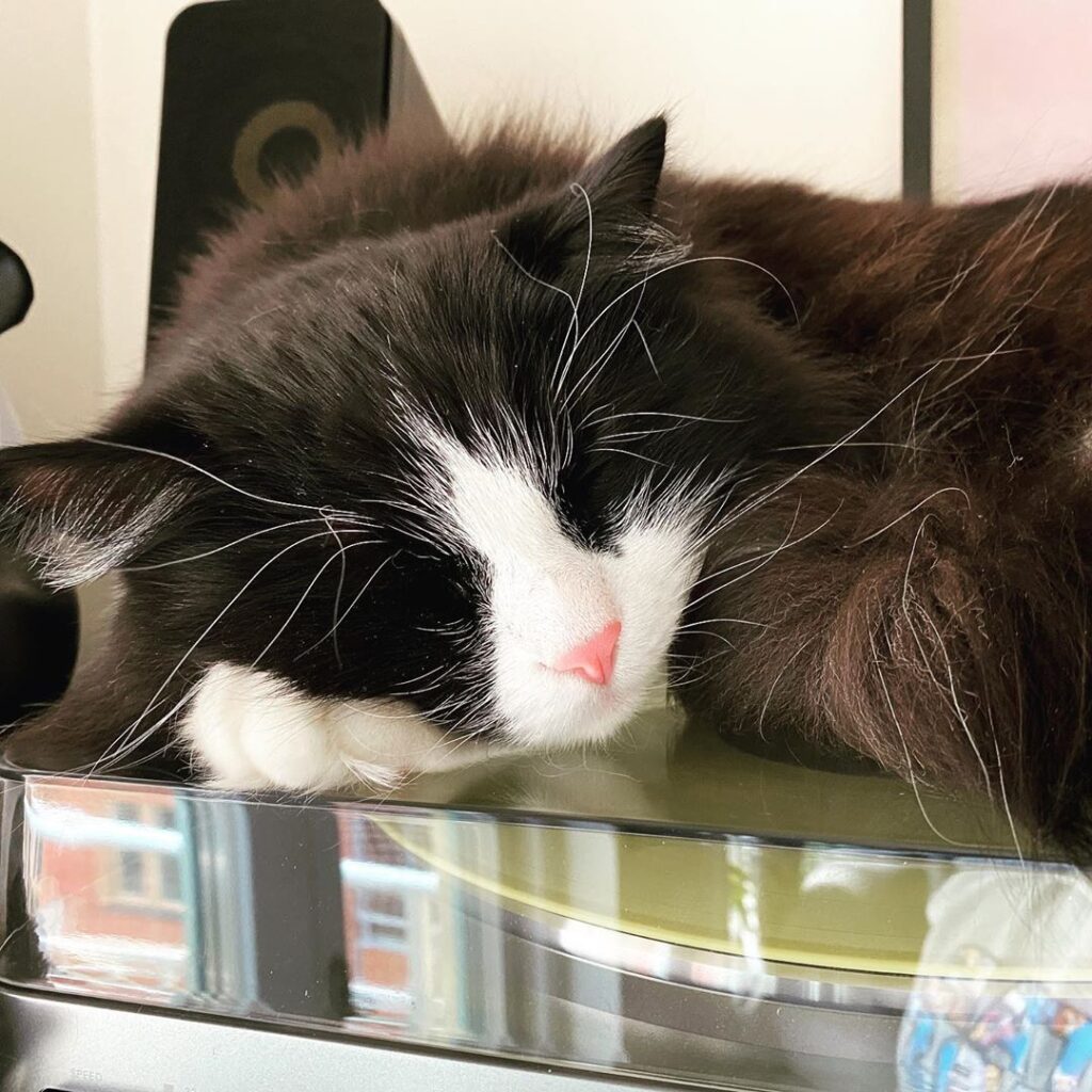 Sleepy saturdays • • • くらぶ #猫 #猫