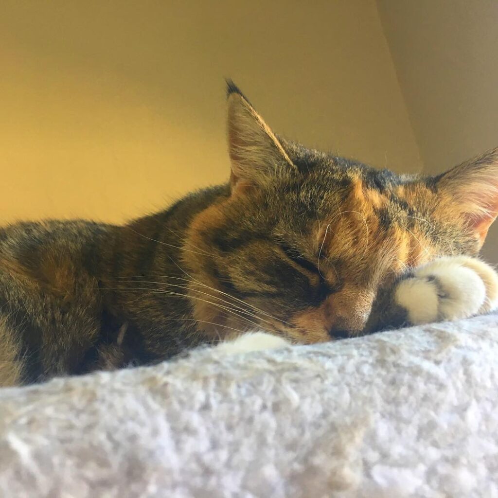 Snoozy Gurl