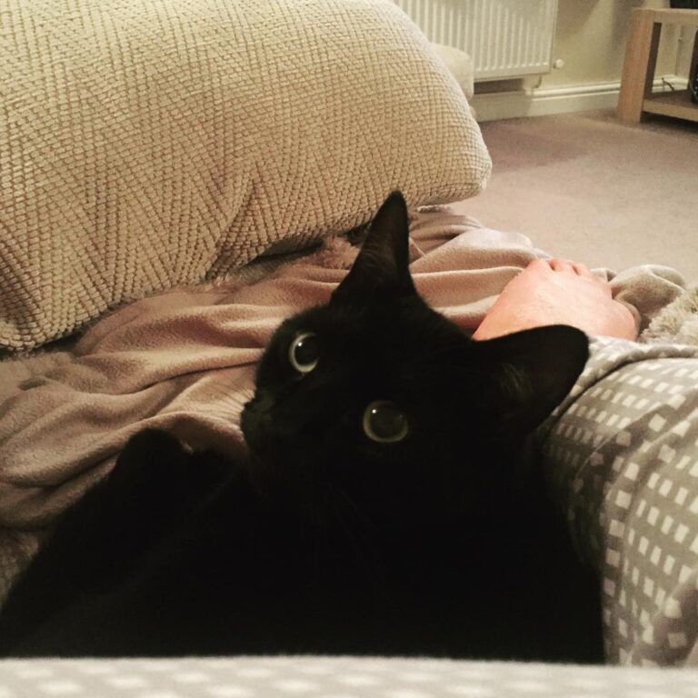 Snuggles with the Human she is watching