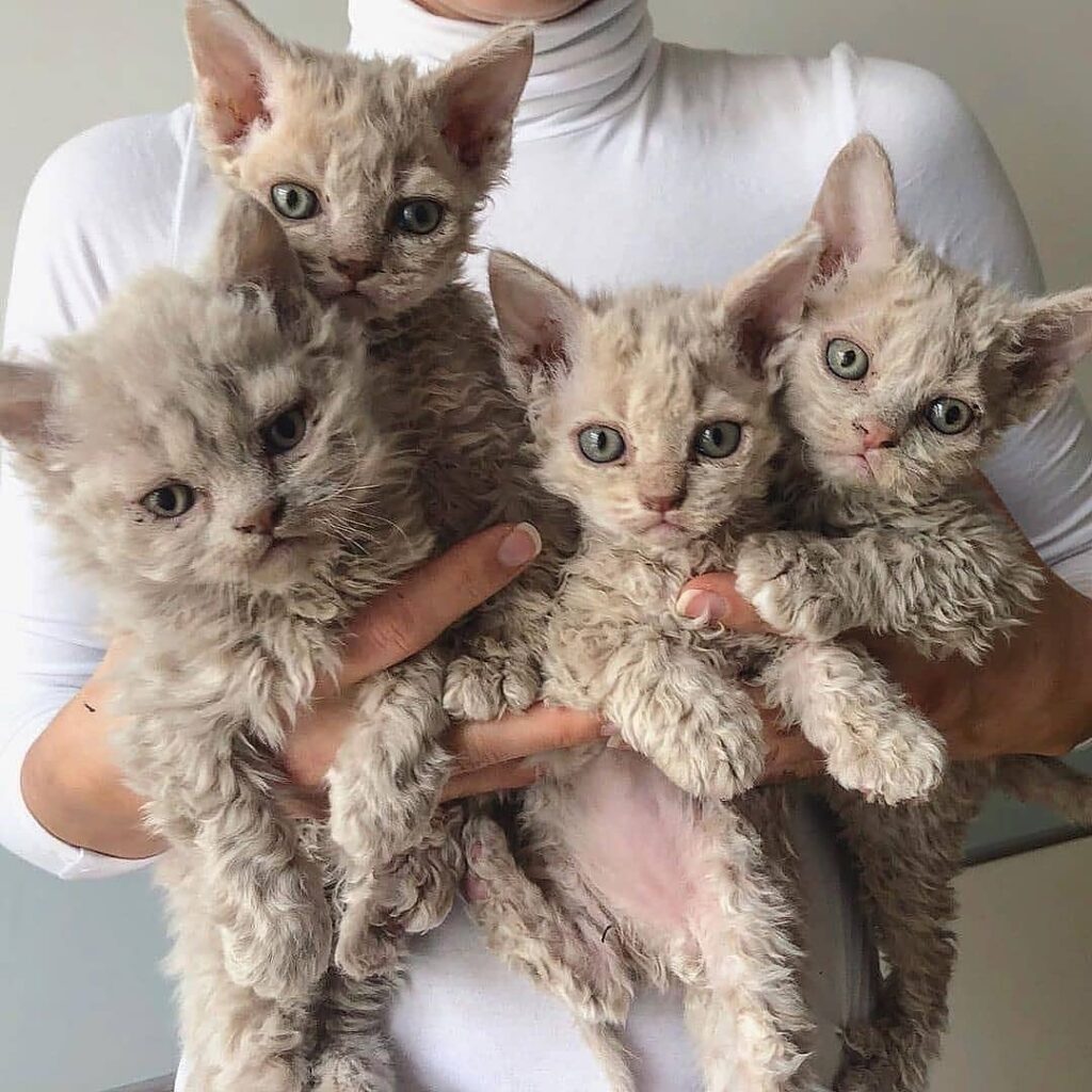 So UNIQUE and cute . From . Follow us if you like our posts and