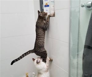 FunnyCatSite