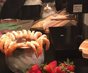 FunnyCatSite
