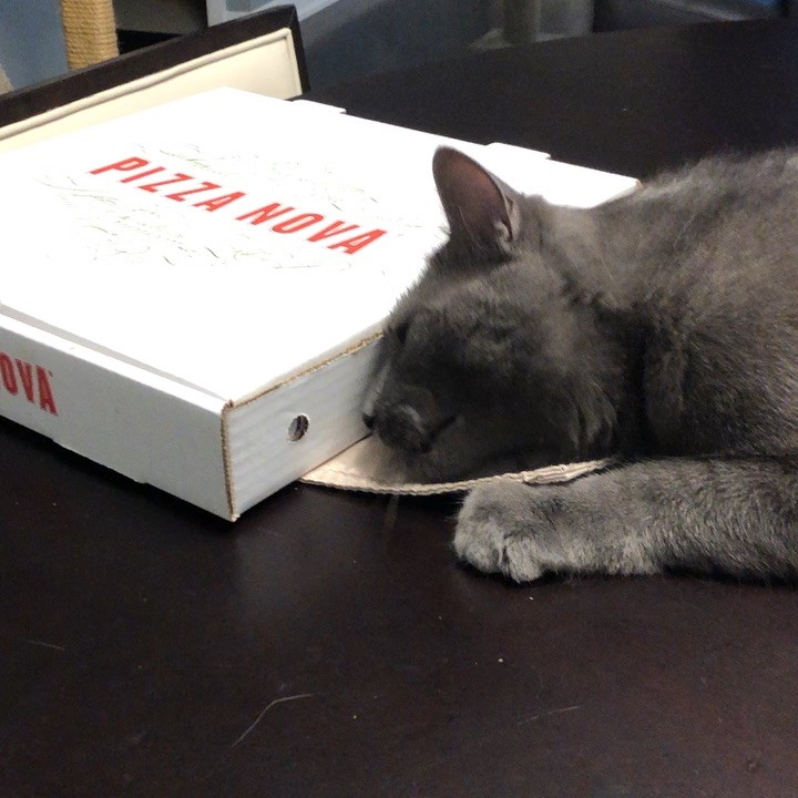Sorry Cole! No pizza for you! Happy Caturday! #