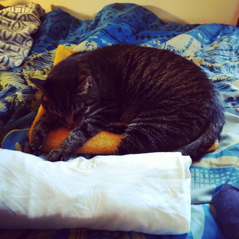 Spike is helping me fold laundry.