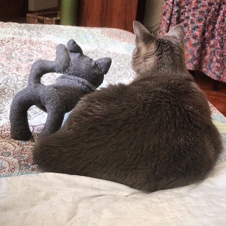 Spot the real cat • • •