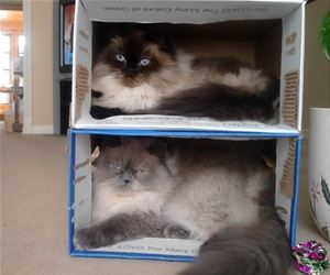 FunnyCatSite