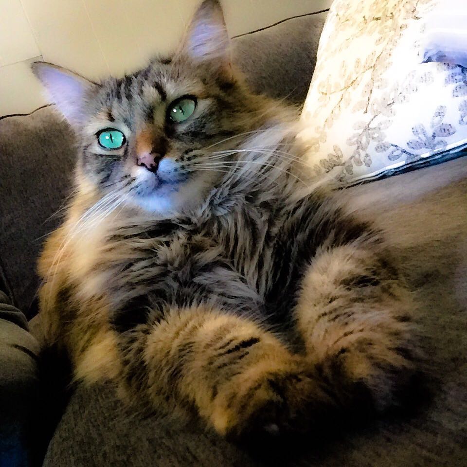 Such a glamorous kitty~~