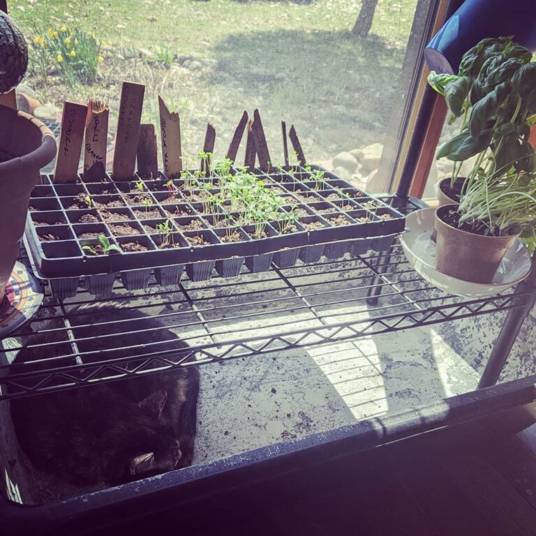 Sunning seedlings and snoozing cats a cozy quarantine Saturday make!