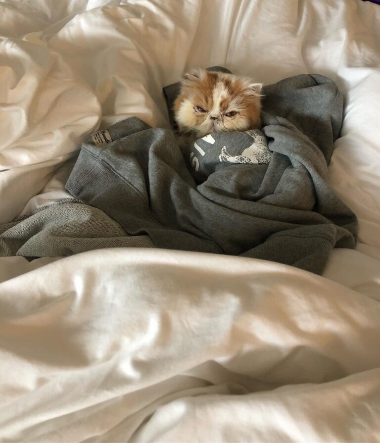 The spoiled tiny one •