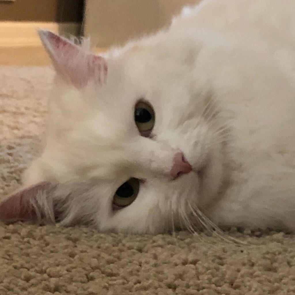 These hoomans are home ALL the time! This queen needs her space back